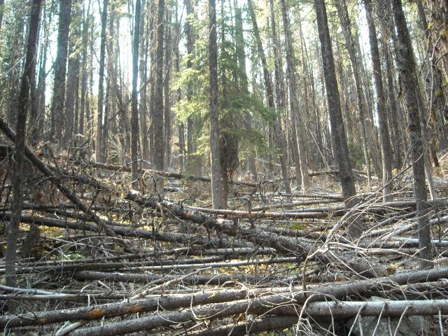 A jumble of live and downed trees in a dense forest