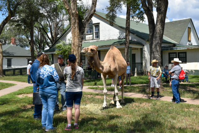 People and a camel standing on a lawn in front of a house