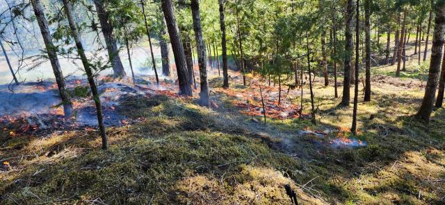 Prescribed burn. Photo by BLM Oregon staff.