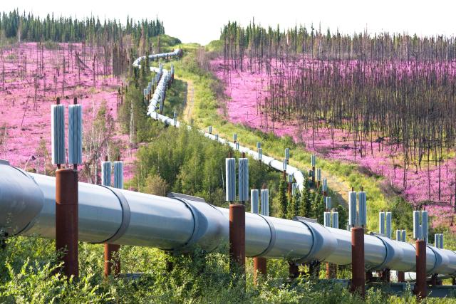 An oil pipeline winds through a green landscape with pink flowers on either side.