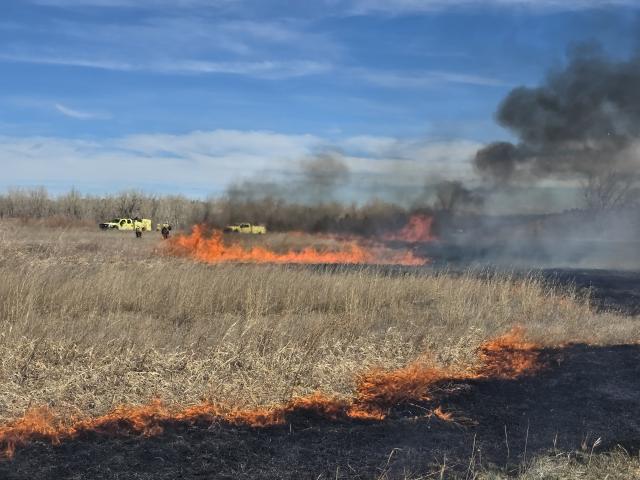 Firefighters conduct a prescribed burn in a tall grass field.