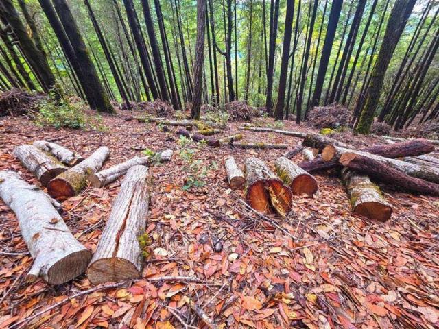 Scattered logs in the King Range NCA. Photo by Paul Sever, BLM.