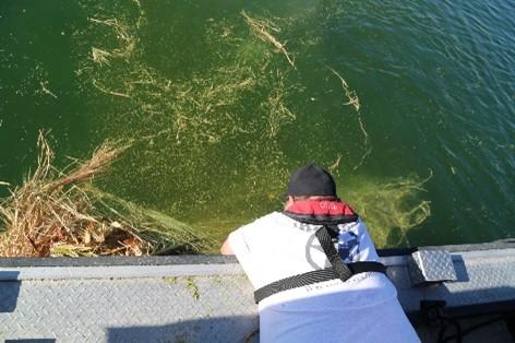 A volunteer lies face down along the edge of a boat to place sandbags on a brush-bundle habitat so it will sink, with lake water in the background and the top of the bundle breaking the surface.