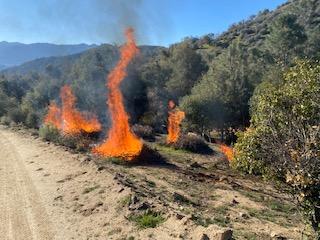 Burning piles of brush on the side of the road.
