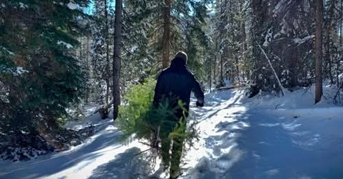 person trudging through a snowy, forested landscape with a felled tree in hand
