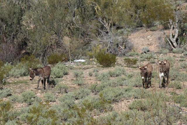 three brown burros in a desert landscape