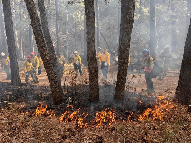 Class of trainees in yellow shirts watch how fire moves through vegetation in a wooded area.