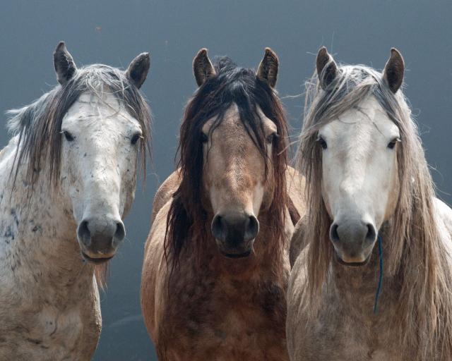 Two light colored horses and one brown horse