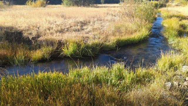 2024 Native meadow species expanding toward their historic edges, photo by Garrett Costello