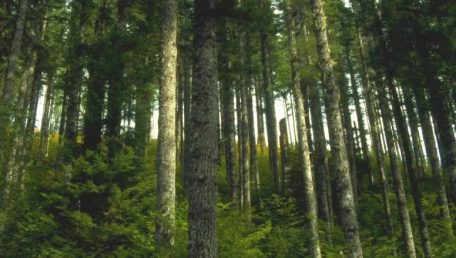 forest in Oregon