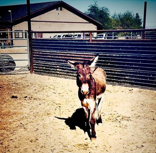 A wild burro in a corral