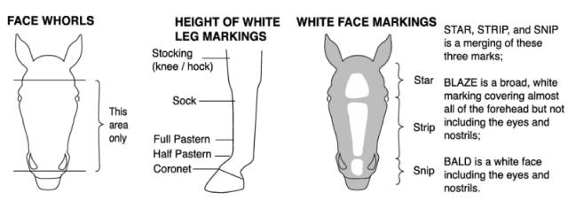 A graphic showing how to determine a signalment for a wild horse or burro
