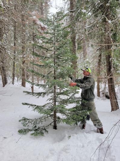 A Christmas tree is harvested in Oregon