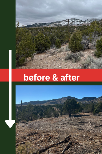 Downward arrow and text reading "before & after" in between two photos. Top photo: forested area with brush on ground. Bottom photo: forested area with brush cleared. 