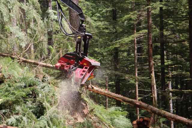 Forestry Harvester machine holding a log while thinning timber at Gordon Creek,