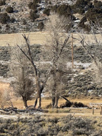 Trees and bushes showing eagle’s habitat during the annual survey