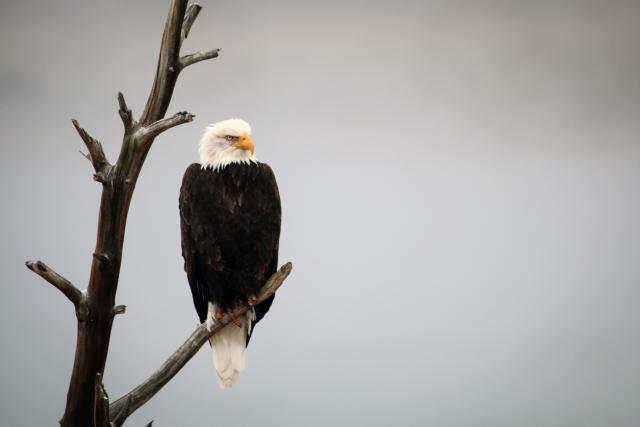 Bald eagle perched on a bare tree branch against a cloudy gray sky.