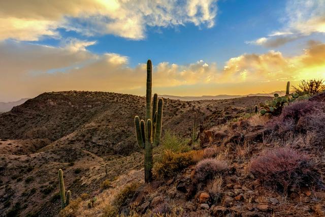 The setting sun casts a golden glow over the landscape of the Agua Fria National Monument, including cacti