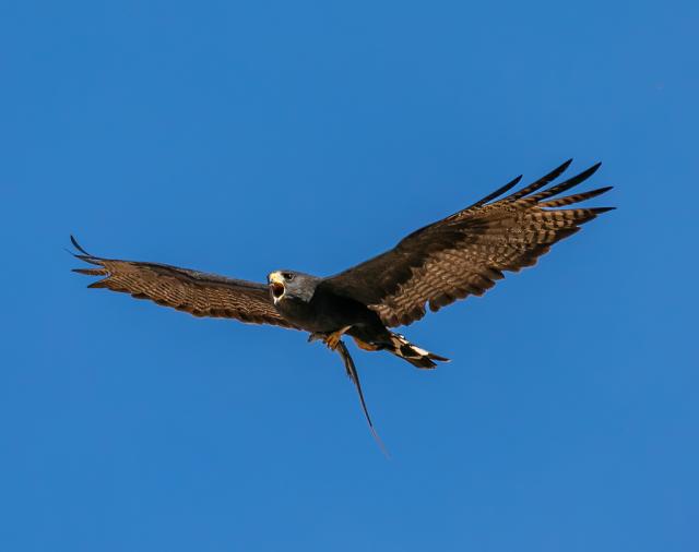 Zone-tailed hawk flies on a sunny day at the Agua Fria National Monument