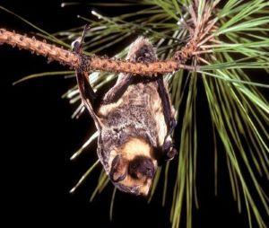 A brown bat clings upside down to a pine branch, surrounded by thin pine needles against a dark background.