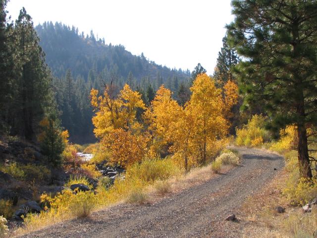 yellow fall trees near a dirt road