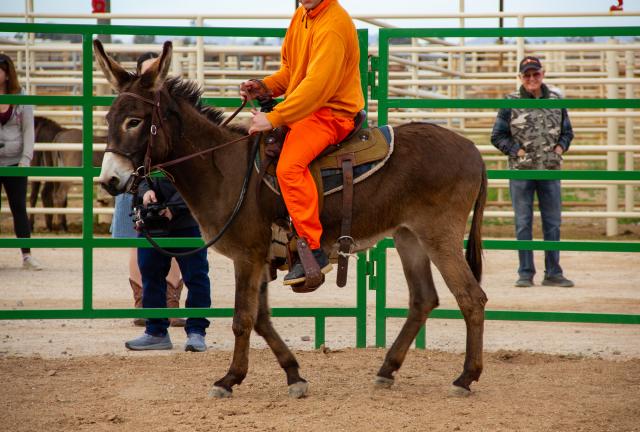 A man in orange rides a brown burro