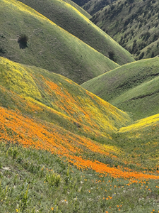 Orange and yellow wildflowers carpet green hills