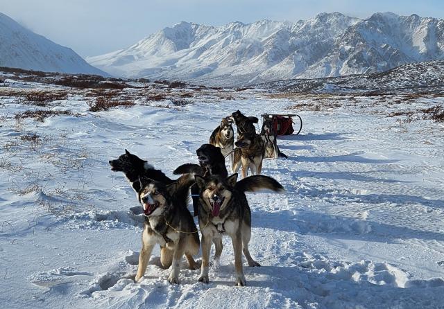 A team of sled dogs with snow-covered mountains in the background. 