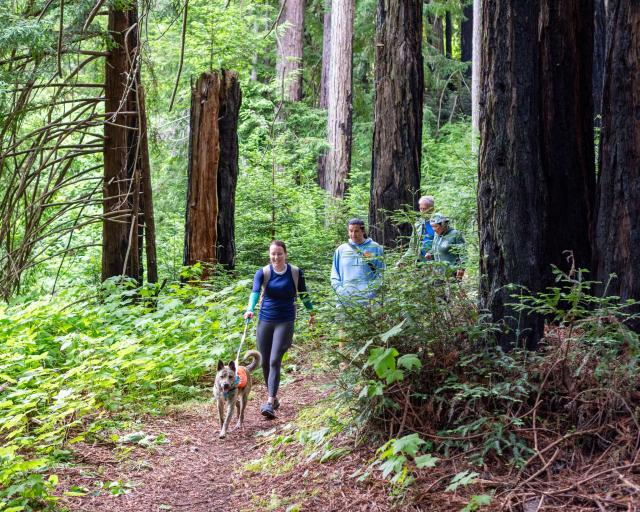 group of four people turning a bend around the trail in a forest with a large gray dog on a leash leading the way.