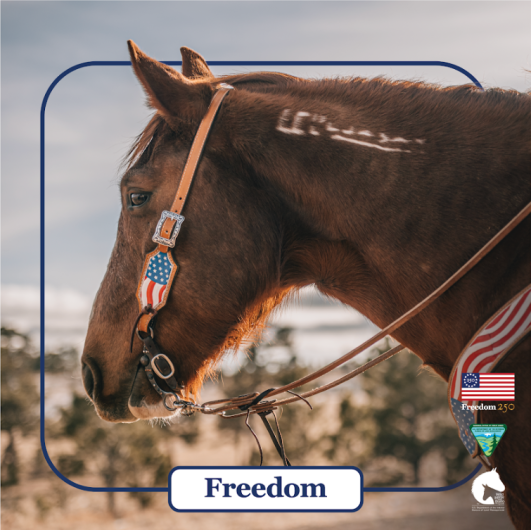 A brown horse with a freeze mark and American flag-style halter. His name Freedom is spelled out on the bottom, with the logos for Freedom250, Bureau of Land Management and Wild Horse and Burro Program