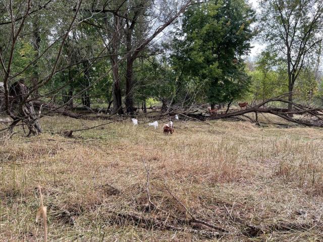 A group of goats grazing in a grassy clearing surrounded by trees and fallen branches, indicating a natural, rural setting.