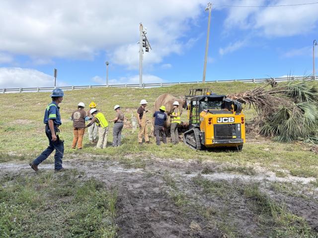 Workers loading a cabbage palm onto construction equipment