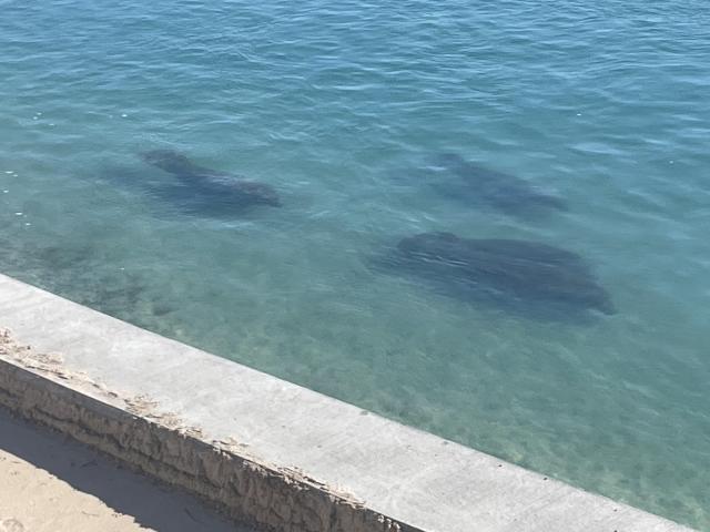 Three manatees are seen swimming near a concrete wall in clear blue water