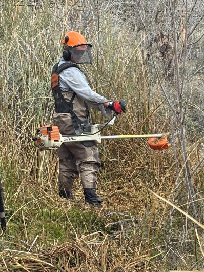 An employee uses a weedwhacker to clear vegetation