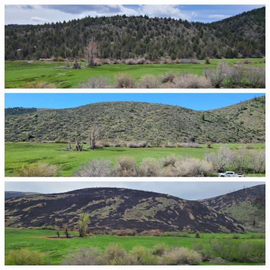 Top photo before treatment; center photo juniper trees are cut and cured; bottom photo a prescribed fire was conducted in the third phase to eliminate the conifers and allow sagebrush to return to the landscape. 