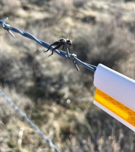 Reflective fence marker up close next to an insect cached from a loggerhead shrike.