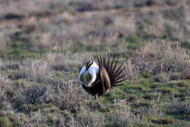 Male sage grouse strutting in the lek.