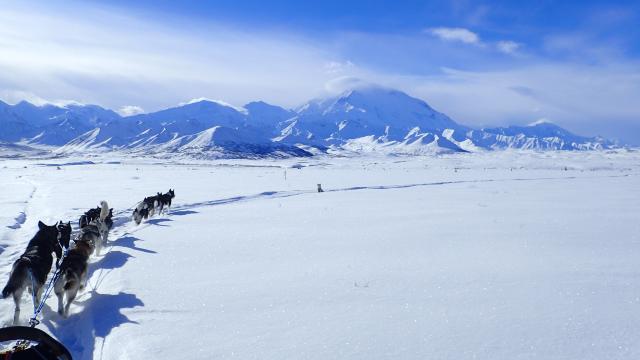Sled dogs mushing across a snowy landscape with large snow-covered mountains in the background.