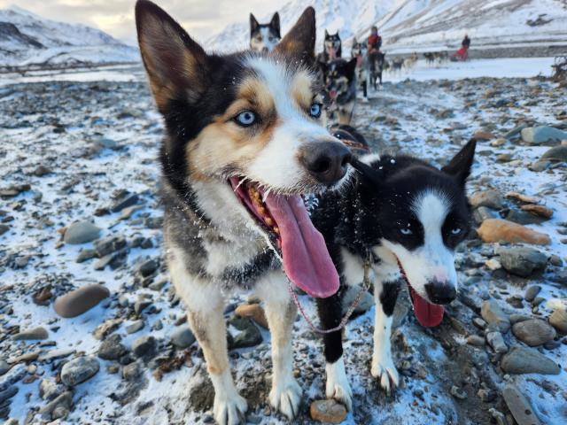 Husky dogs leading a team through snow. 