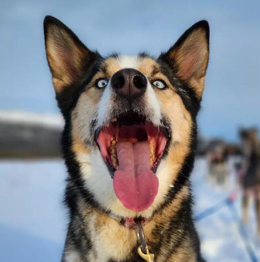 A zoomed in photo of a dog with bright blue eyes and their tongue sticking out.