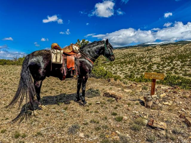 Trailhead sign for a BLM-managed equestrian trail with surrounding forest.