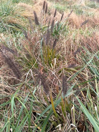 A close-up view of grass with tall, dark flower spikes surrounded by a mix of green and dried grass in a natural setting.