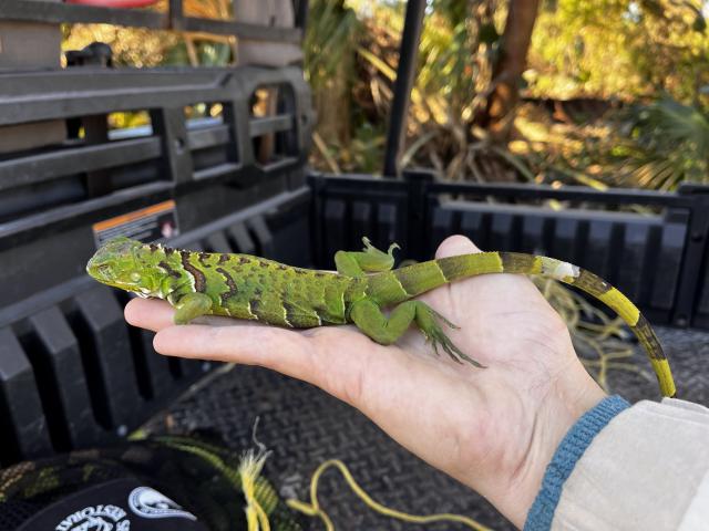 A green lizard with patterned skin rests in a person's hand, showcasing its vibrant coloration and long tail against a textured surface.