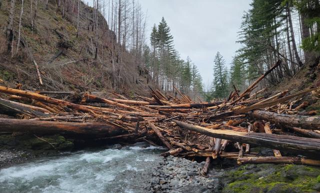 Molalla River logjam showing timber blocking a river