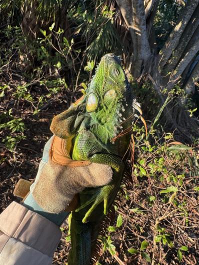 A person wearing gloves is holding a large green iguana, surrounded by foliage and sunlight filtering through trees.