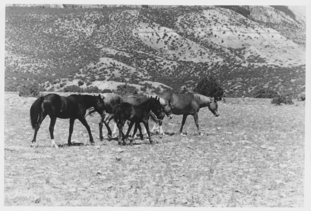 Black and white photo of a group of horses on the range with hills in the background. 