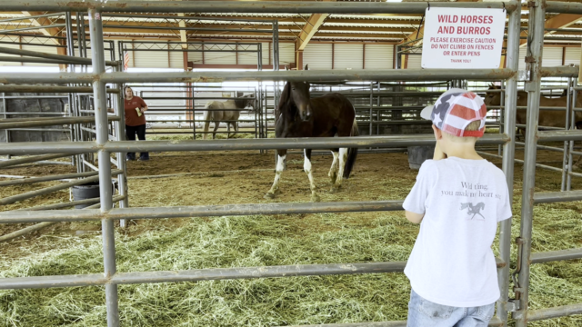 Boy stands at pen looking in at horse on other side. Hay is on the ground between them. 