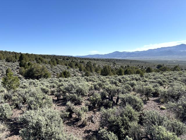 Pinion and juniper tree encroachment into sagebrush