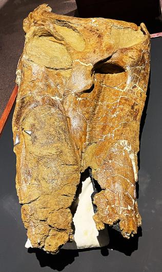 An overhead view of the Edmontosaurus skull, showing the tooth remnant imbedded in the snout, located on the left-hand edge of the skull in this photo. (Photo by Mark Jacobsen.) 