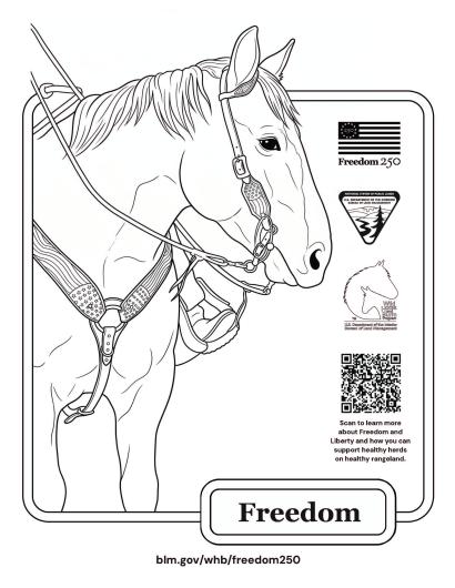 An outline drawing of a horse with American flag-inspired tack. The Freedom250, BLM and Wild Horse and Burro Program logos line the left side. The QR code invites scanners to learn more about Freedom and Liberty and how the BLM manages healthy herds on healthy rangeland. At the bottom, the label Freedom. 